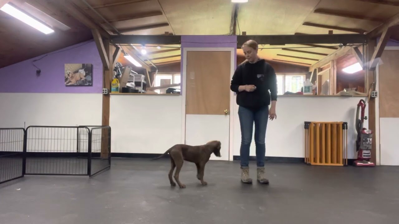 Bruno- watch me, name recognition, touch