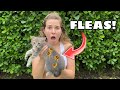 SAVED KITTEN IS INFESTED WITH FLEAS!