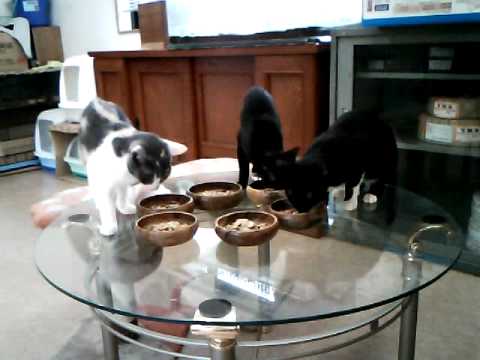 猫の食卓