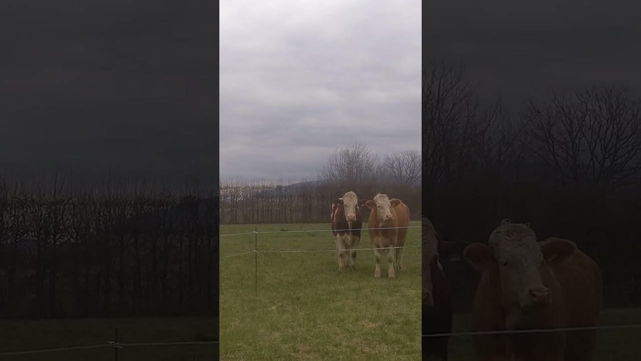 Cows🇨🇭🇭🇷 Avully