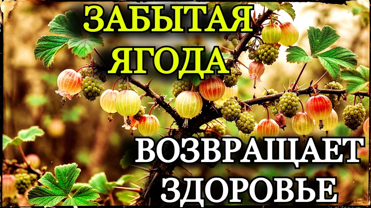 КРЫЖОВНИК ИСЧЕЗАЕТ НЕ ПРОСТО ТАК: Правда о «Северном Винограде», Которую Десятилетиями Искажали