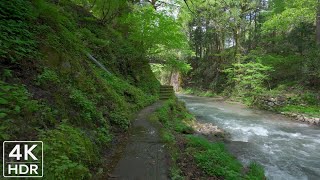4K Japan Binaural Immersive Walk | Riverside Path in the Green Gorge: Sounds of Flowing Water