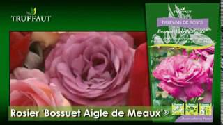 Les Rosiers Parfumés Parfums De Roses - Jean-Marc Pilté - Truffaut