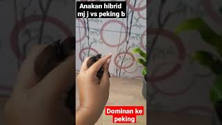 Download Lagu hibrid emprit jepang vs emprit peking. jangan coba coba kawan MP3