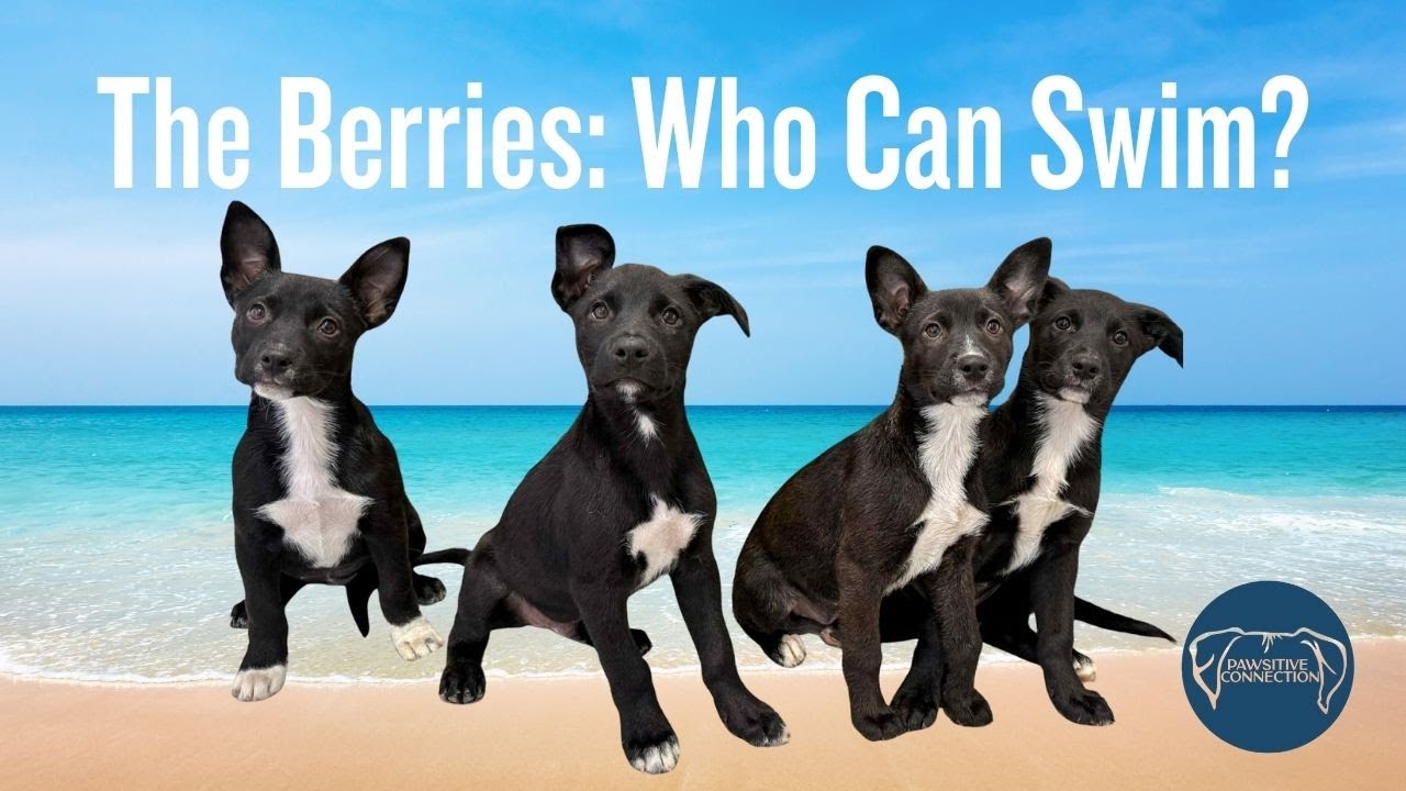 The Berries: Who Can Swim?
