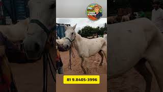 FEIRA DE CAVALO DE ABREU E LIMA-PE SÁBADO:16/05/26 #cavalo #viral #feira #agro
