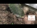 Caught In The Act - Egg Laying Turtle