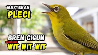 Download Lagu Masteran Pleci Tembakan Bren Cigun sambung Wit Wit #masteranpleci MP3