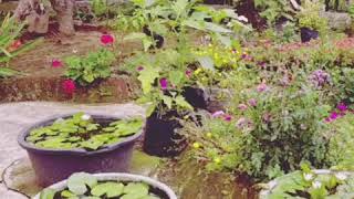 Download Lagu #Bungaku Koes plus MP3