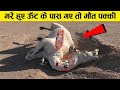 क्यों मरा हुआ ऊँठ इतना खतरनाक होता है why camel is not good for people ! earth adventure in Hindi