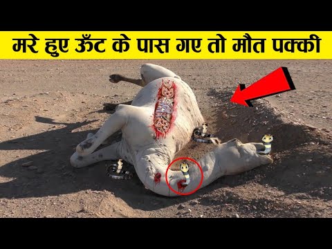 वीडियो: क्या ऊँट की मकड़ियाँ बड़ी होती हैं?