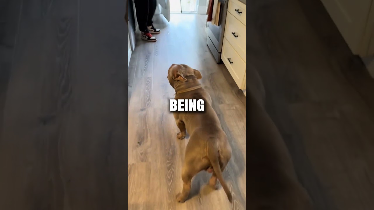 Dog launched his own rain 😭 