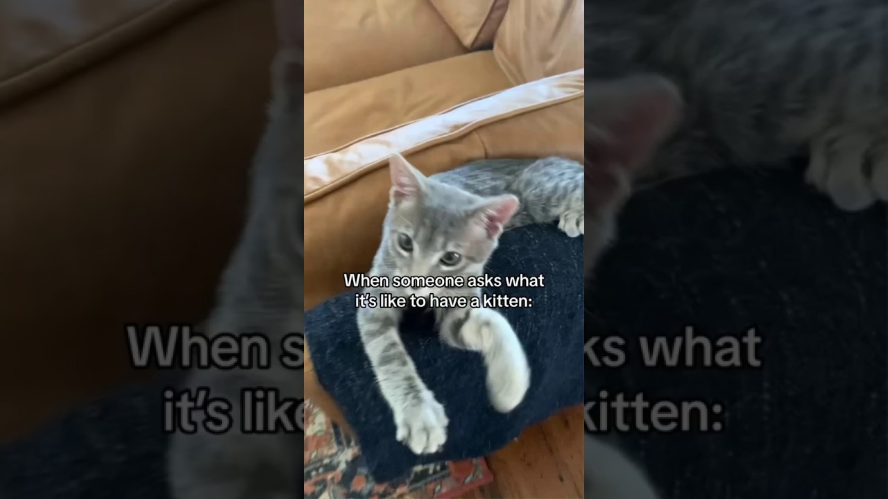 Top Funny Cat Moments That&rsquo;ll Make You Laugh #funnypets #funnycat #catmoments