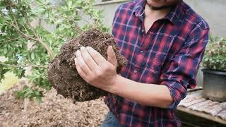 How to re-pot Azalea plants after bloom.