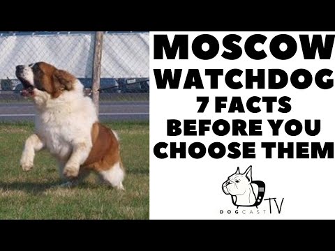 Video: Moscow Watchdog: Breed Features