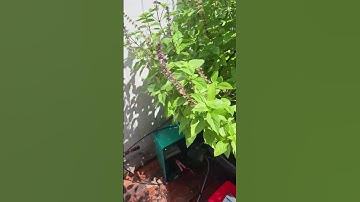 Hệ Thống Tưới Nước Tự Động Cho Khu Vườn