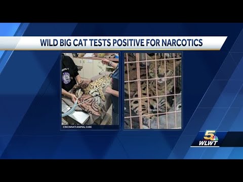 Wild big cat captured in Oakley tests positive for cocaine;