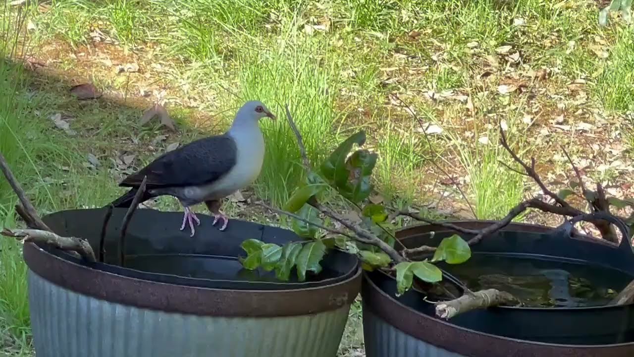 Birds at Forrest Delicate Nobby