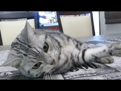 うちの猫がかなりの負けず嫌いで困ってます…→ 新聞の取り合いで険悪ﾑｰﾄﾞ -Cat hates losing