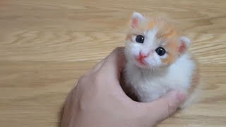 Cute explosion! kissing little kitten's change of heart