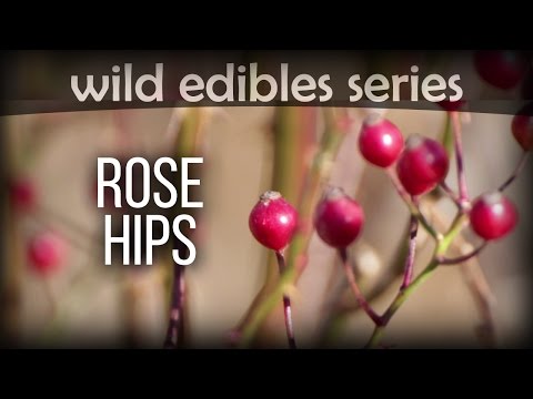 Rose Hips - Wild Edibles Series