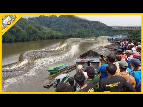 Video: Největší zvířata na planetě: modré velryby