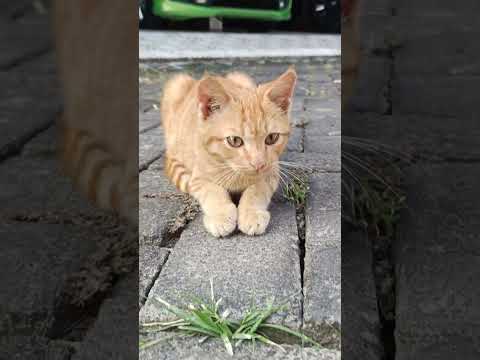 alone #cat #pet #cute #adoreble