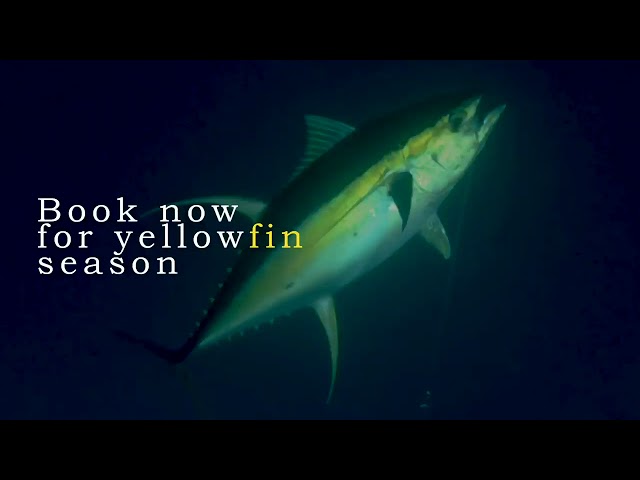 Yellow Fin Tuna Fishing Morotai Island Moro Ma Doto Experience class=