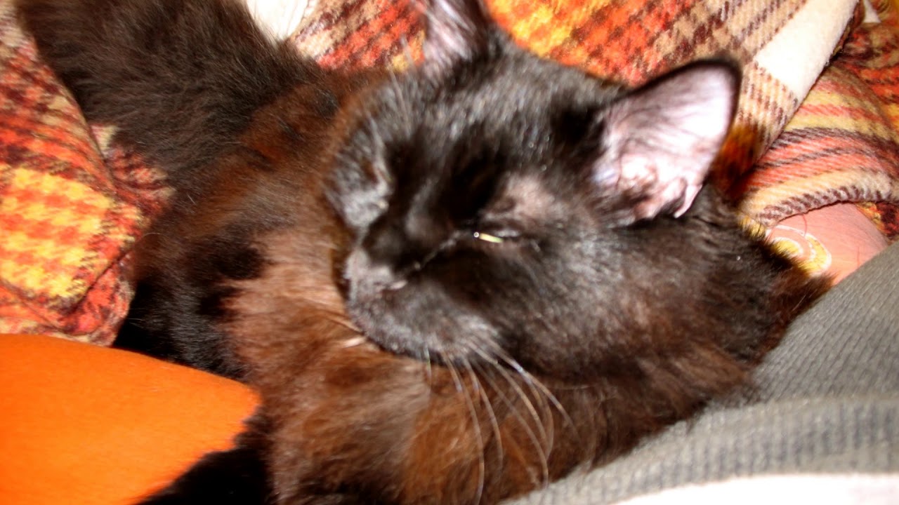 20110103-20110202 PANTHER VIDDD COMP 19