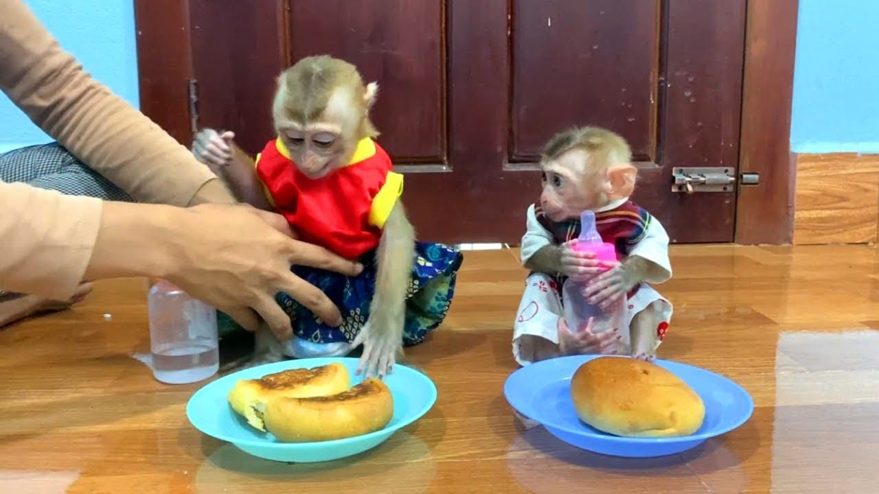 Never Ever!! Tourtour Quality Sit Sad & Jueur Stronq Refuse Mom For This Breakfast