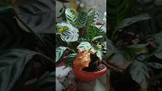 Meramas Bunga Bunga Ku