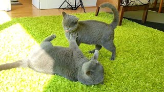 Kitten Says Sorry After Attacking Uncle Cat