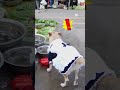 The dog was bullied for buying fish, and the dog was very angry. image