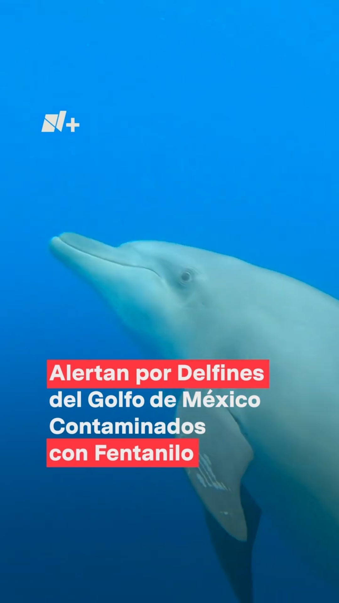 Alertan por delfines del Golfo de México contaminados con fentanilo #nmas #shorts #delfin