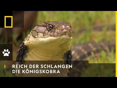 Video: Königskobra in freier Wildbahn