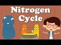 Nitrogen cycle  aumsum kids science education children