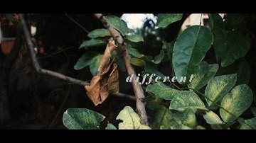 DIFFERENT : My Super Late Peter Mckinnon