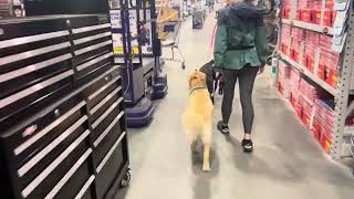 Luna and Annie at Lowe's