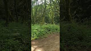 10 Seconds of Forest Bathing | Forest Bathing Daily