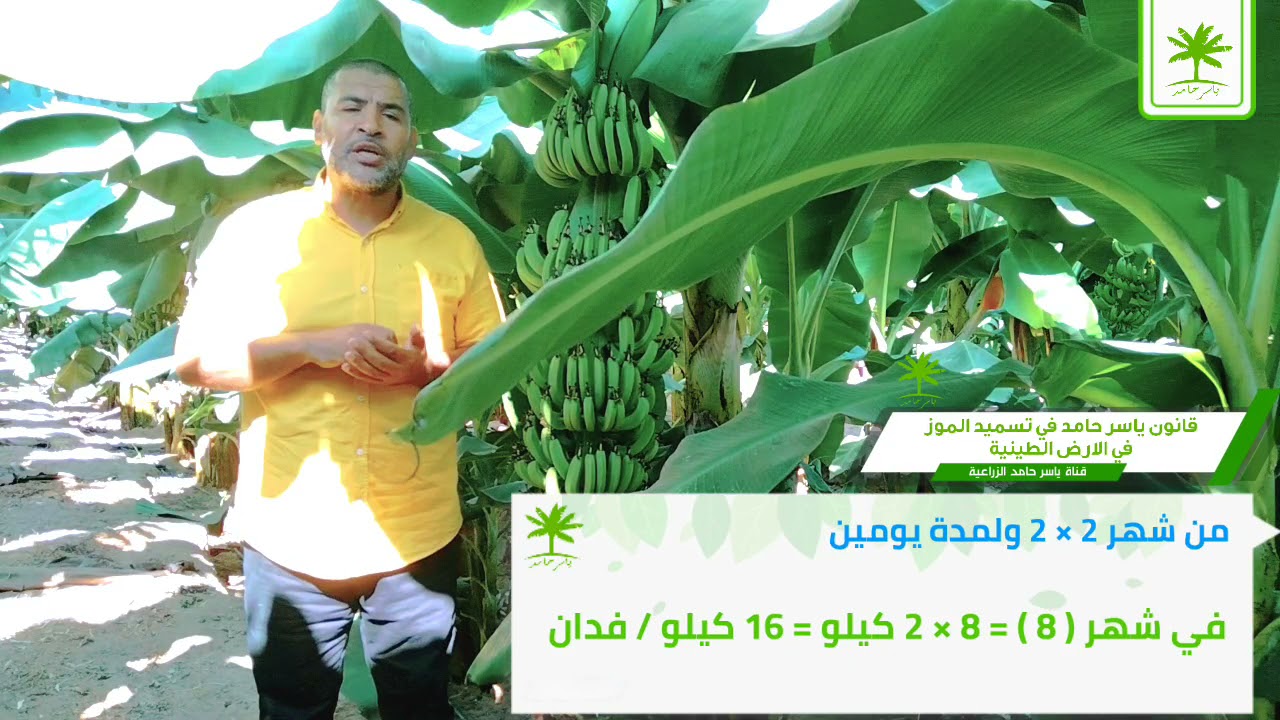 كيف يتم تصميم برنامج تسميد لفدان موز ارض طنيه تروى با لتنقيط