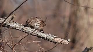 20240318 song sparrow south meadows