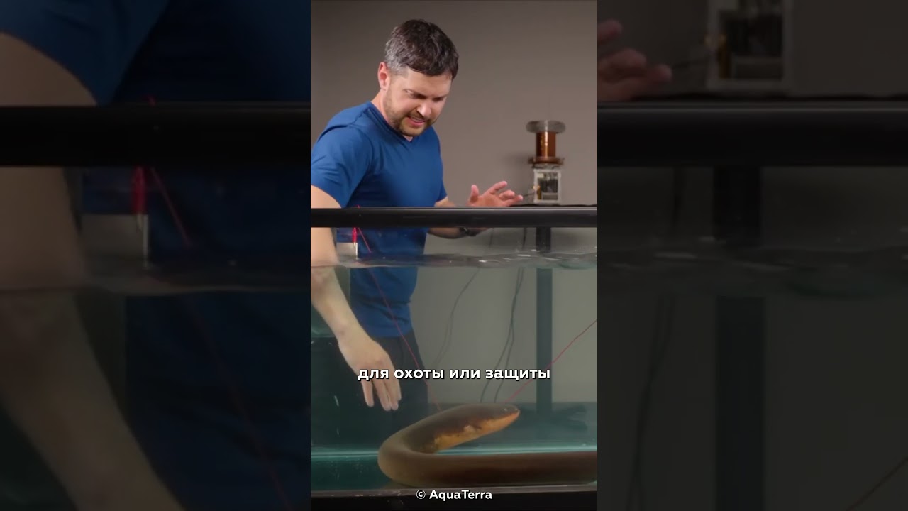 Почему трогать электрического угря — плохая идея 😱