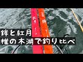 鉾と紅月　椎の木湖で釣り比べてみました