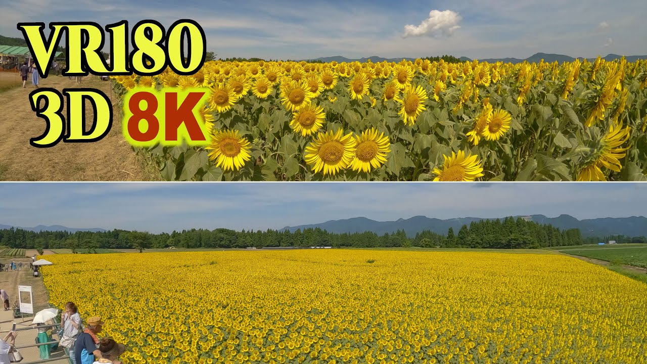 8K 3D VR180 ] 「津南ひまわり広場」（新潟県津南町）Tsunan Sunflower