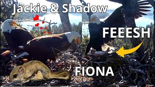 FIONA 🐿️Jackie & Shadow FEESH 🐟 Huge Sticks 🥢 Greenery, Steller's Jays, 29th & 30th April 2024❤️❤️🦅🦅