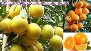 সেরা মাল্টা | আফ্রিকান হলুদ মাল্টা | Misoriyo হলুদ মিষ্টি মাল্টা | মাল্টা চাষ | মাল্টা সাইট্রাস