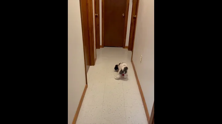 Puppy Play