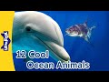 12 Amazing Ocean Animals 🐠