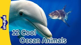 Meet 12 Cool Ocean Animals | Clown Fish, Sea Horse, Manta Ray, Bottlenose Dolphin, and More