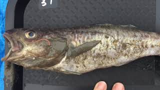 Arctic Cod: In Between The Physics, The Zooplankton and The Beluga Whales!